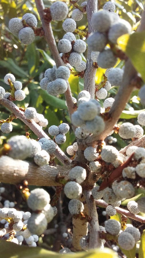 Myrica, Bayberry Plant with Seeds Growing in Bright Sunlight in Summer in Jersey City, NJ. Myrica, Bayberry Plant with Seeds Growing in Bright Sunlight in Summer in Jersey City, NJ.