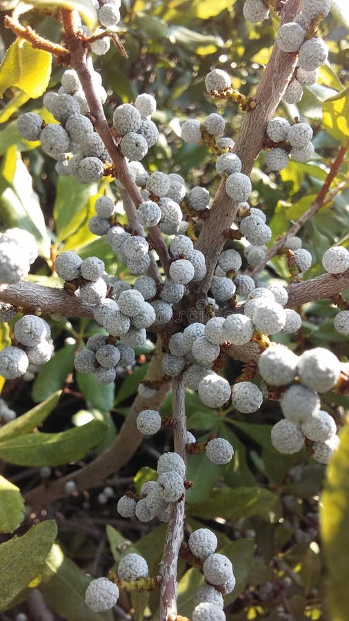 Myrica, Bayberry Plant with Seeds Growing in Bright Sunlight in Summer in Jersey City, NJ. Myrica, Bayberry Plant with Seeds Growing in Bright Sunlight in Summer in Jersey City, NJ.