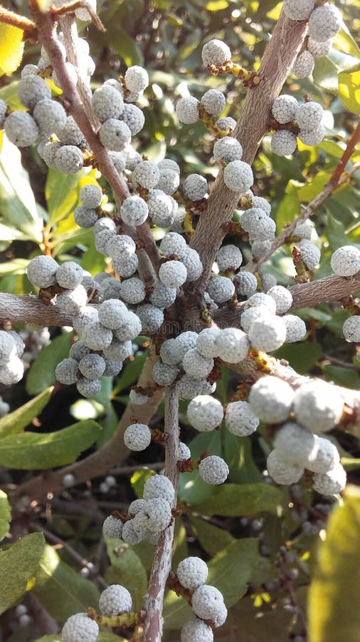 Myrica, Bayberry Plant with Seeds Growing in Bright Sunlight in Summer in Jersey City, NJ. Myrica, Bayberry Plant with Seeds Growing in Bright Sunlight in Summer in Jersey City, NJ.