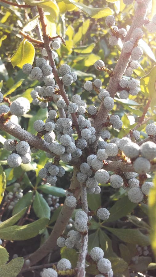 Myrica, Bayberry Plant with Seeds Growing in Bright Sunlight in Summer in Jersey City, NJ. Myrica, Bayberry Plant with Seeds Growing in Bright Sunlight in Summer in Jersey City, NJ.