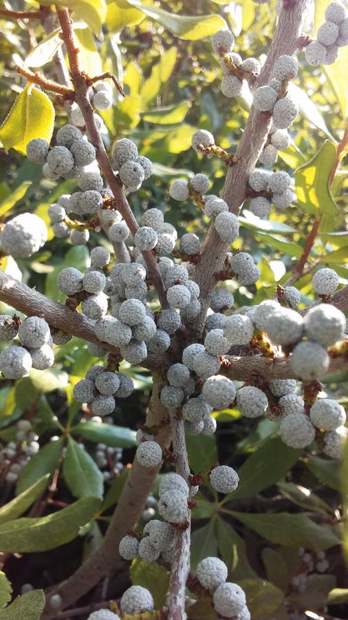 Myrica, Bayberry Plant with Seeds Growing in Bright Sunlight in Summer in Jersey City, NJ. Myrica, Bayberry Plant with Seeds Growing in Bright Sunlight in Summer in Jersey City, NJ.