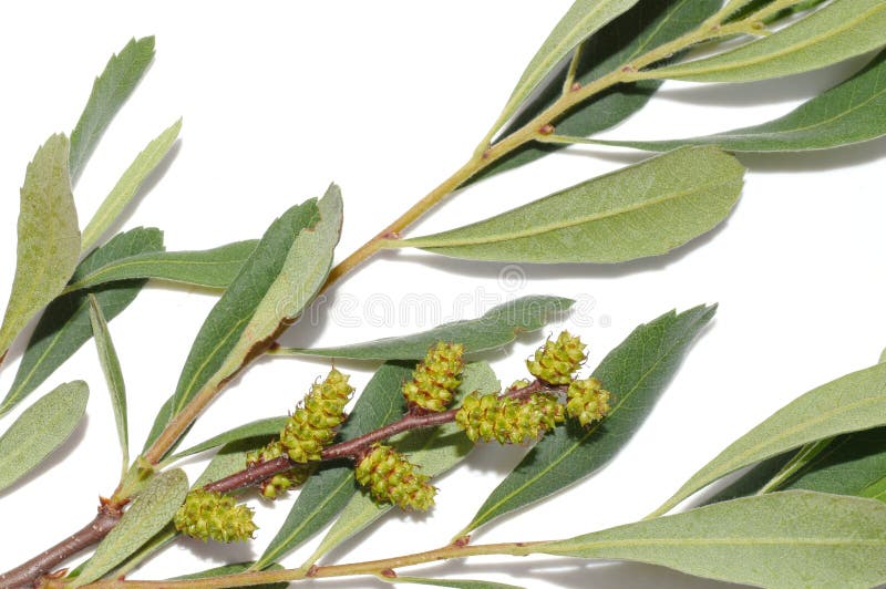 Branch of bog myrtle bush Myrica gale isolated on white background. Branch of bog myrtle bush Myrica gale isolated on white background