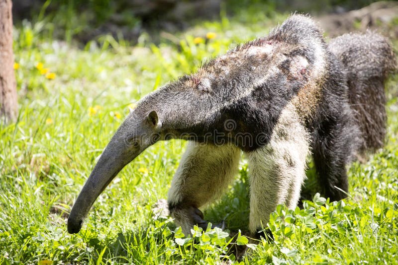 One Myrmecophaga tridactyla, Giant anteater