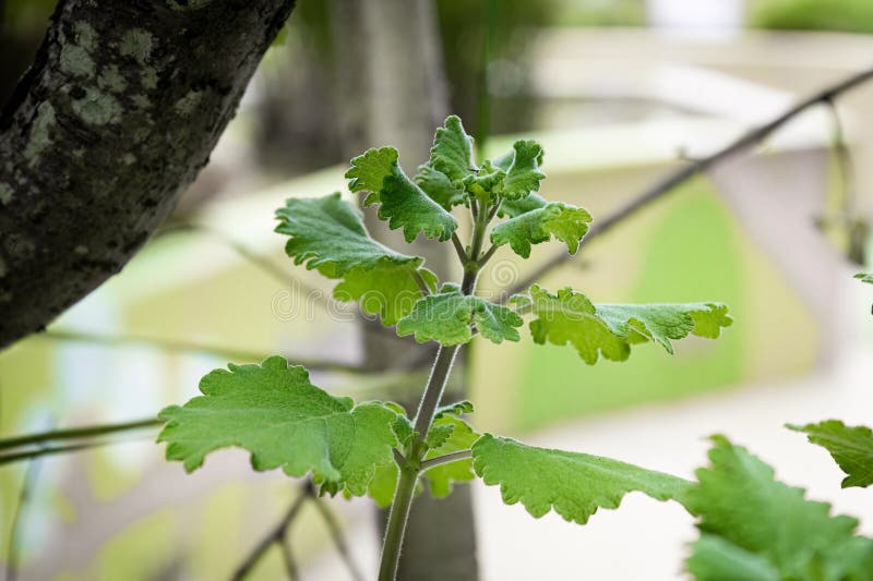 106 Garden Myrrh Stock Photos - Free & Royalty-Free Stock ...
