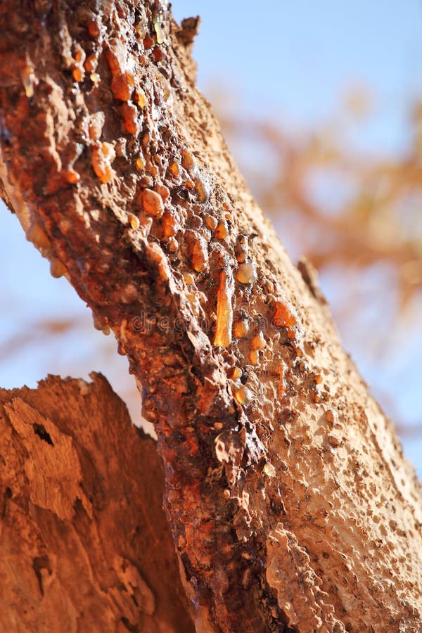 Myrrh tree resin