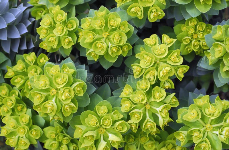 Common Name: Myrtle Spurge Clusters of bright greenish-yellow heart-shaped bracts surround tiny yellow flowers in spring. Common Name: Myrtle Spurge Clusters of bright greenish-yellow heart-shaped bracts surround tiny yellow flowers in spring.