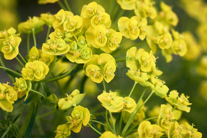 Myrsköldpadda eller blåspå. Euphorbia myrsinites royaltyfri bild