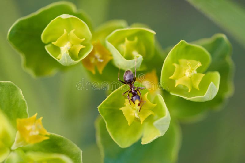 Myrsköldpadda, sukulär växt euphorbia myrsinites arkivbild