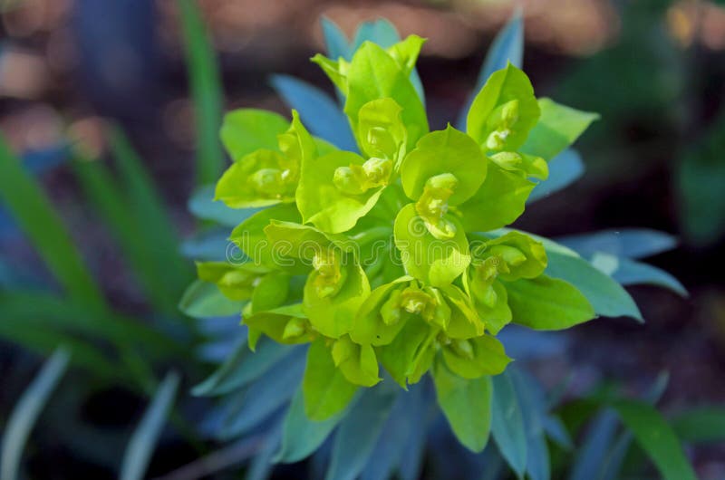 Myrtel Spurge, åsnasvans, Euphorbiamyrsinites royaltyfria foton