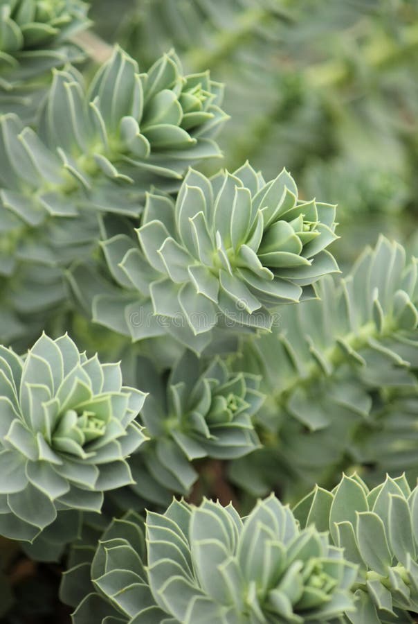 Myrten Spurge - Euphorbiamyrsinites arkivfoton