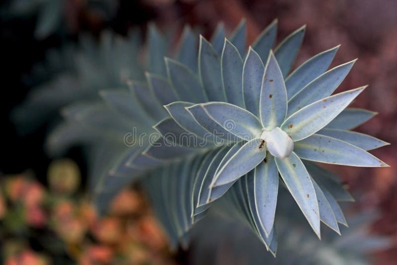 Myrtenspurge, blå spurge, Euphorbiamyrsinites royaltyfri bild