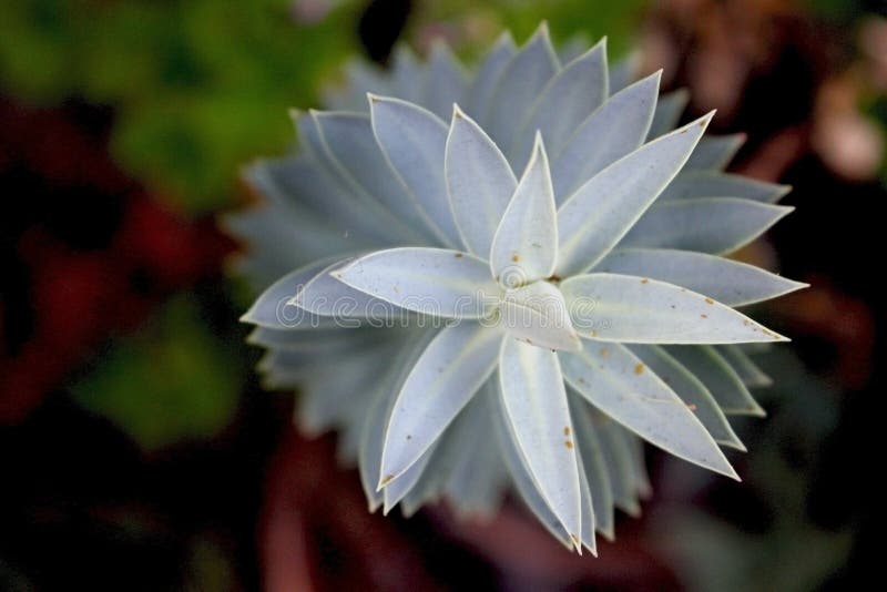 Myrtenspurge, blå spurge, Euphorbiamyrsinites royaltyfria foton