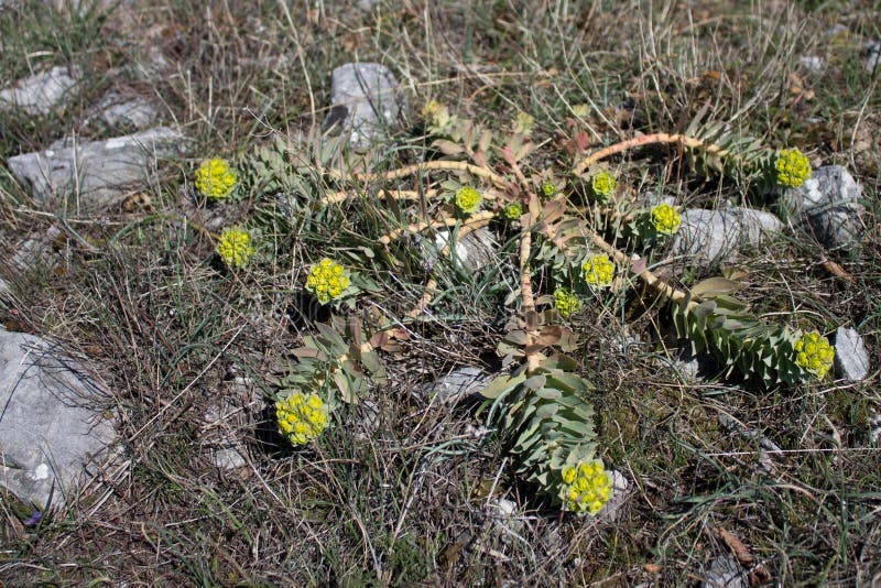 Myrtenspurge (Euphorbiamyrsinites) arkivbilder