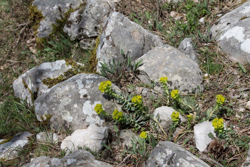 Myrtenspurge (Euphorbiamyrsinites) royaltyfri foto
