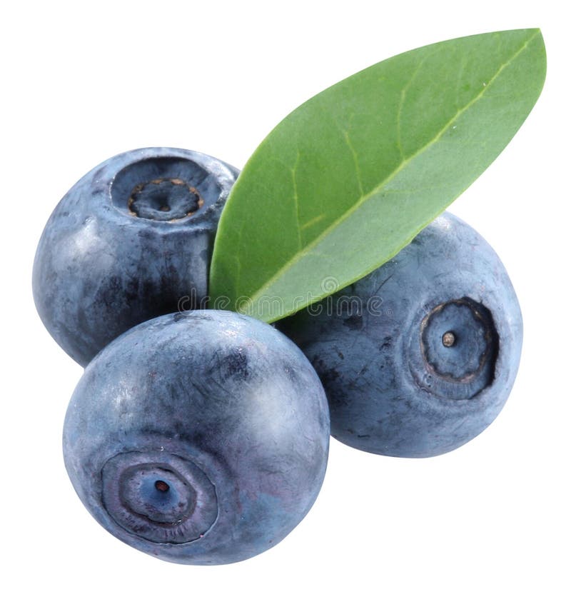 A whortleberry is on a white background. A whortleberry is on a white background.