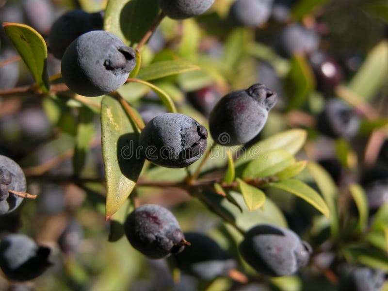 Myrtle berries stock photo. Image of juicy, berry, photosynthesis 46728612