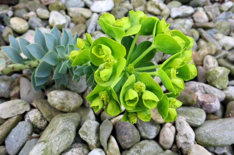 Myrtle Spurge eller krypaSpurge (Euphorbiamyrsinites) royaltyfri foto