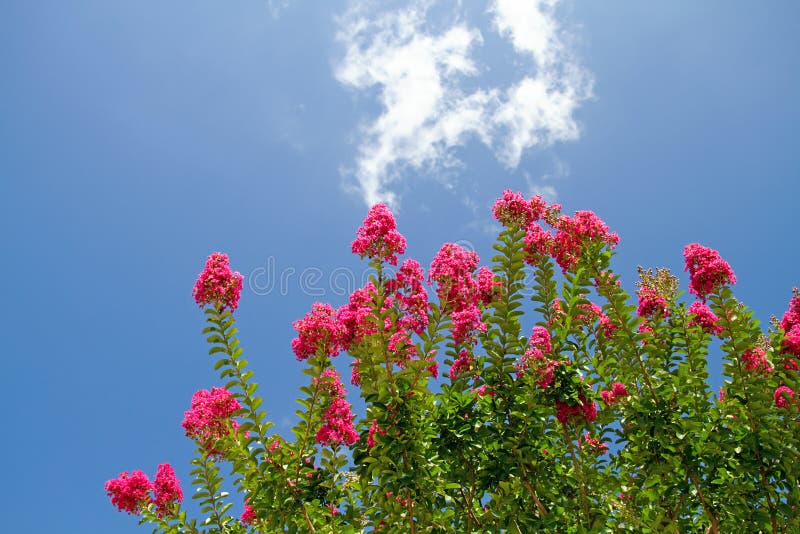 Myrtle tree flowers in bloom