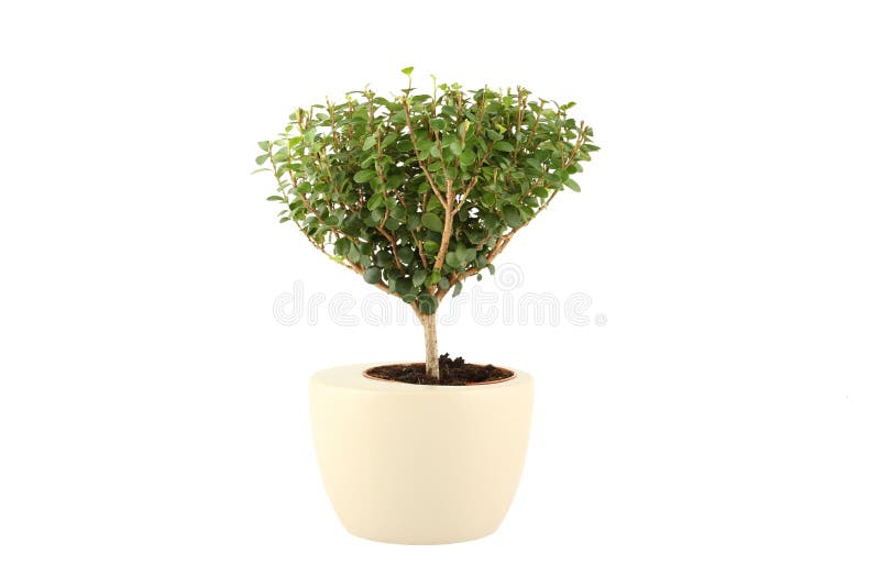 Myrtus