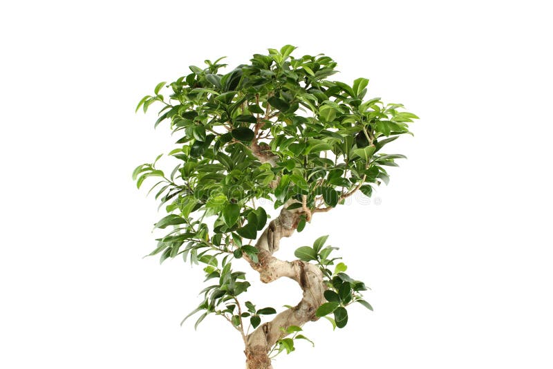 Myrtus tree