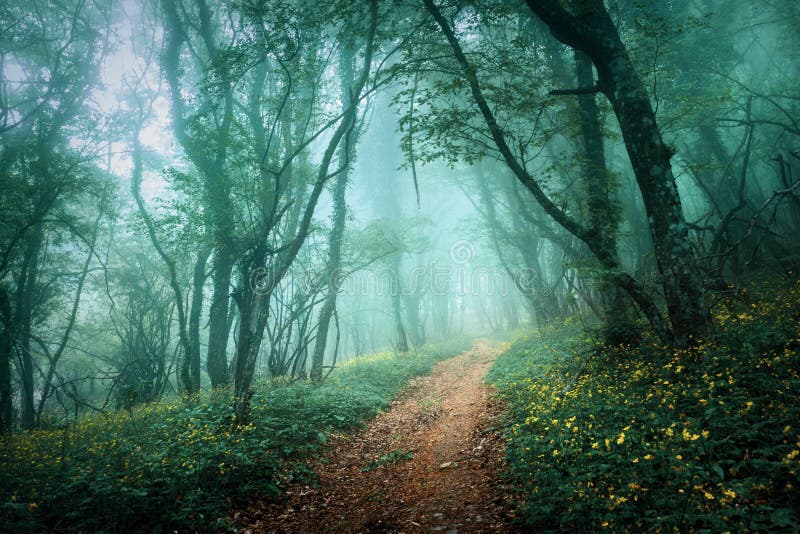 Strada attraverso una misteriosa foresta nella nebbia con foglie verdi e fiori gialli.