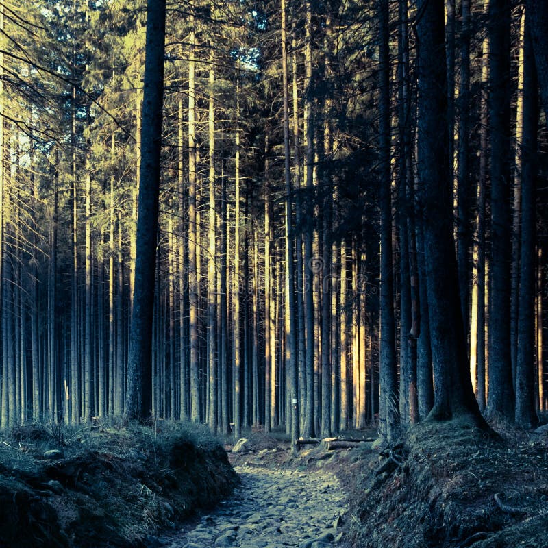 Mysterious forest stock photo. Image of forest, pathway - 41910446