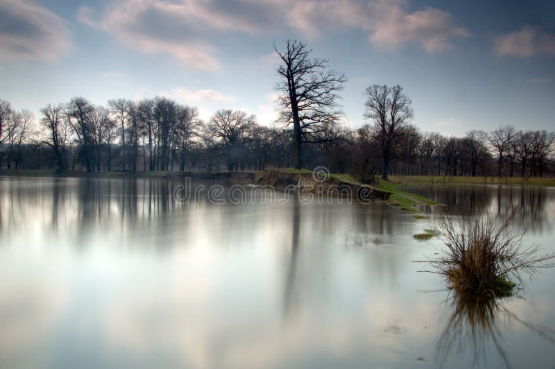 Misterioso Bosque sobre el brumoso manana en pantano Área.