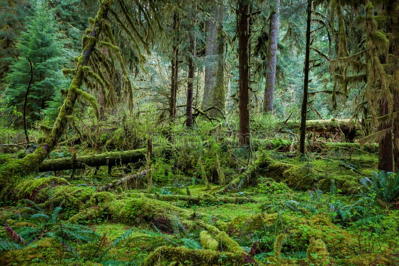 Olymic Stock Photos Free & RoyaltyFree Stock Photos from Dreamstime