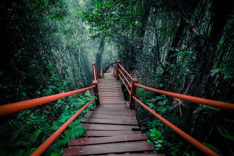 Mysterious landscape of foggy forest with wooden bridge royalty free stock photography Mysterious landscape of foggy forest with wooden bridge royalty free stock photography