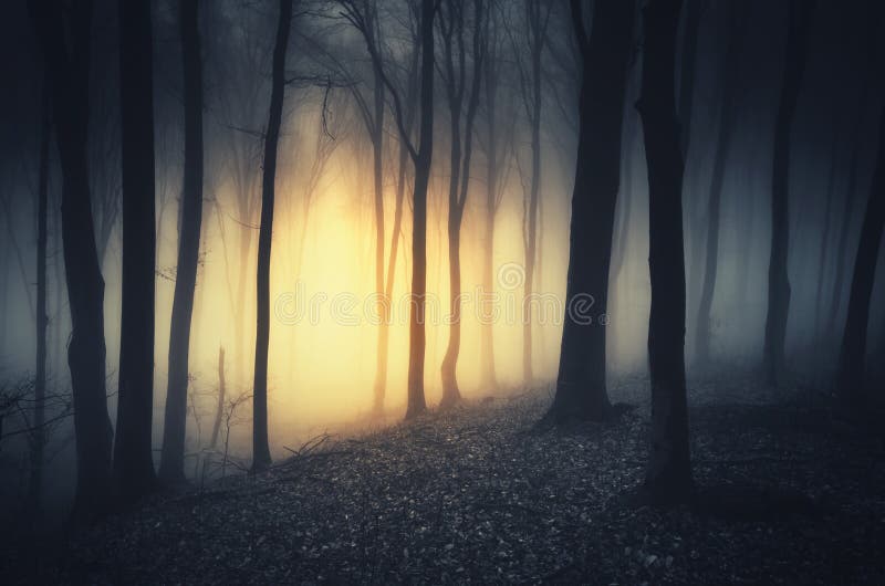 Mysterious light in dark haunted forest at night stock photos