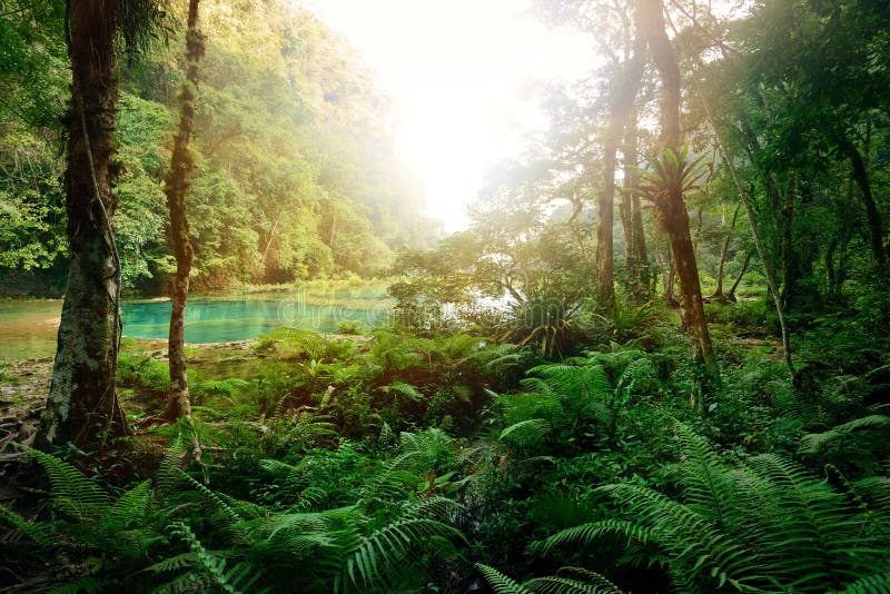 Mysterious Mayan jungle in the national park Semuc Champey Guatemala.