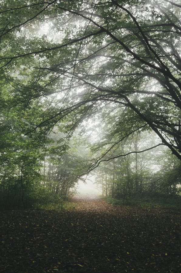 Mysterious path trough the fog in forest stock photo Mysterious path trough the fog in forest stock photo
