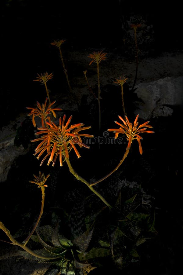 Mysterious Red Flowers Growing in the Dark Stock Photo Image of dark, fire 105489994