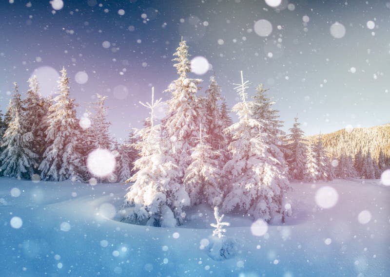 Mysterious winter landscape majestic mountains in winter. Magical winter snow covered tree. Photo greeting card. Bokeh royalty free stock photo Mysterious winter landscape majestic mountains in winter. Magical winter snow covered tree. Photo greeting card. Bokeh royalty free stock photo