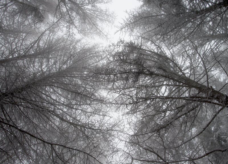 Mysterious woods in winter