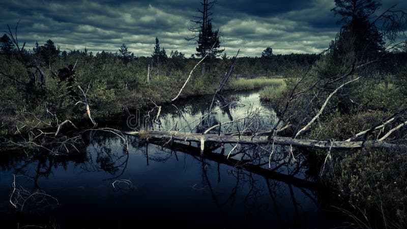 Mysteriöser Nachtwald mit Sumpf