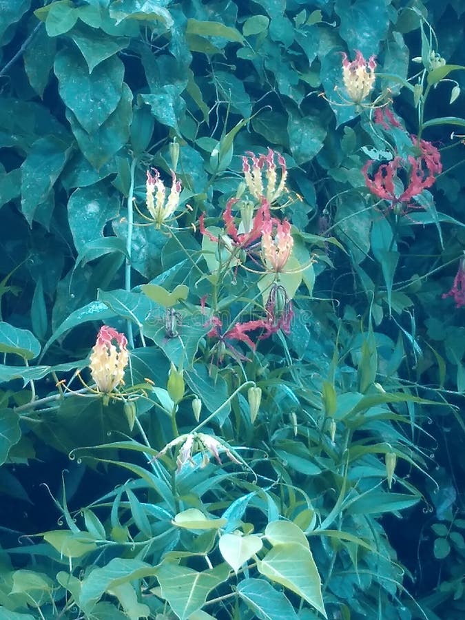 Mystery Flowers in Bloom stock image. Image of plants 136553243