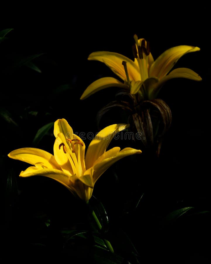 Mystery Lilies. Pair of yellow lilies captured in the early morning. The sunlight highlights one of the lilies and partially lights the other for a dramatic look