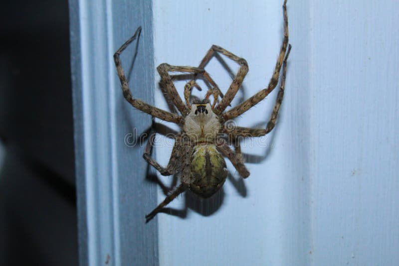 Macro spider stock photo. Image of spiders, tegenaria 67214920