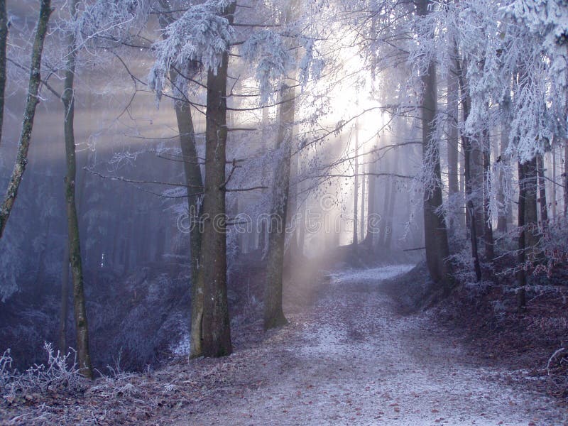 Orologio foresta, il sole la luce brillante attraverso nebbia 