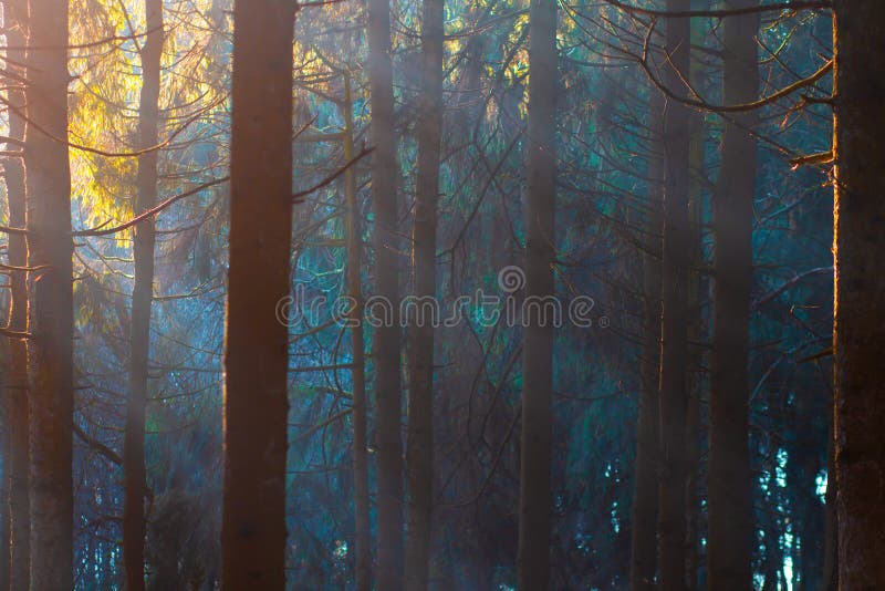 Mystic forest in sunlight. Trees in woodland royalty free stock images