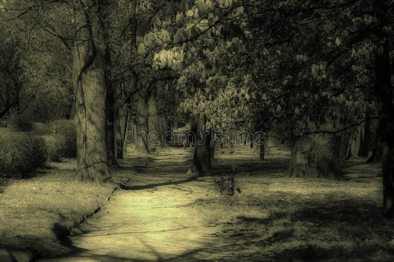 Mystic park stock photo. Image of forrest, elfish, wood 112032