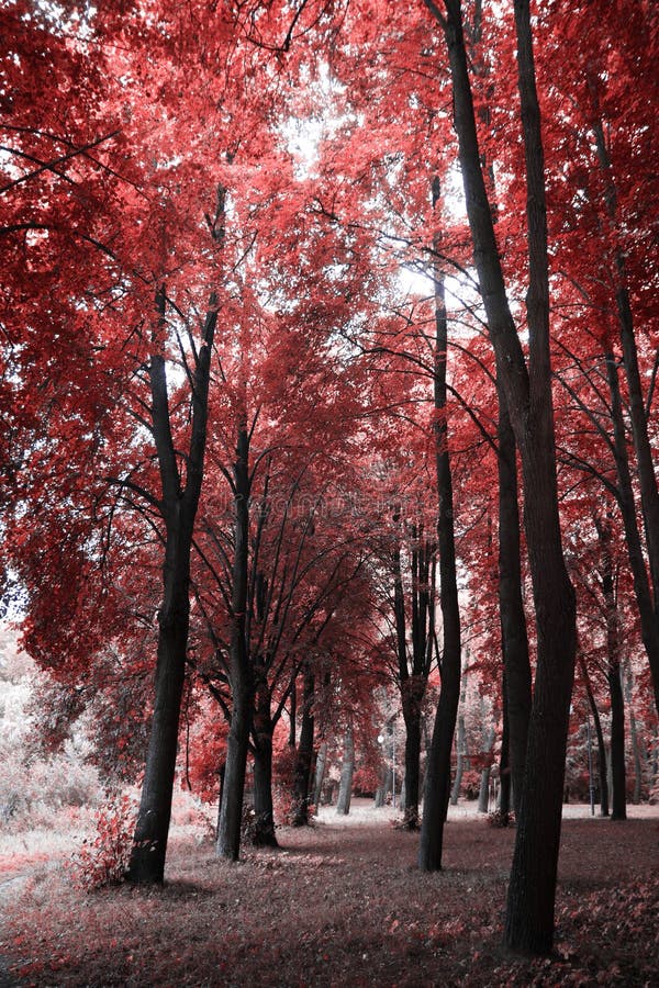 Mystic park stock photo. Image of blur, frost, outumn, mystic 112032