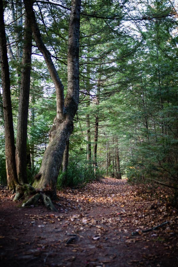 Mystic path in the forest stock photo. Image of leaves - 114780802