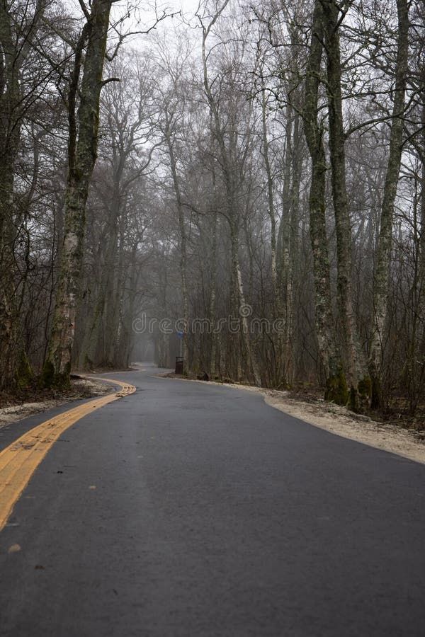 Mystic quiet empty park with big trees and walking path on a cloudy foggy day in Nida.