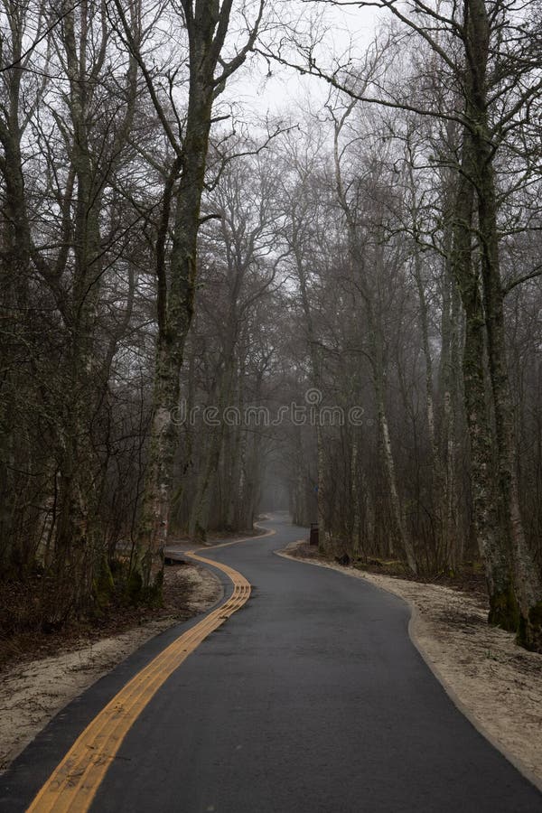Mystic quiet empty park with big trees and walking path stock images