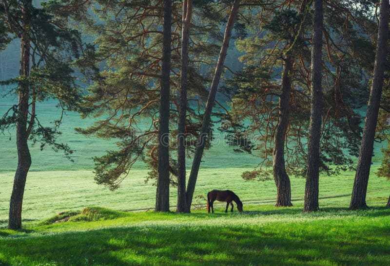 Mystic sunrise over the mountain. Wild horse grazing in the mead