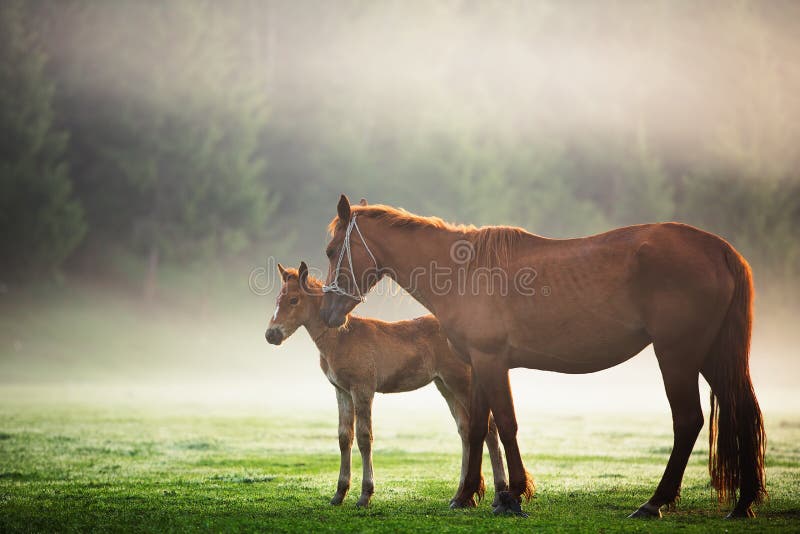Mystic sunrise over the mountain. Wild horse grazing in the mead stock photo Mystic sunrise over the mountain. Wild horse grazing in the mead stock photo