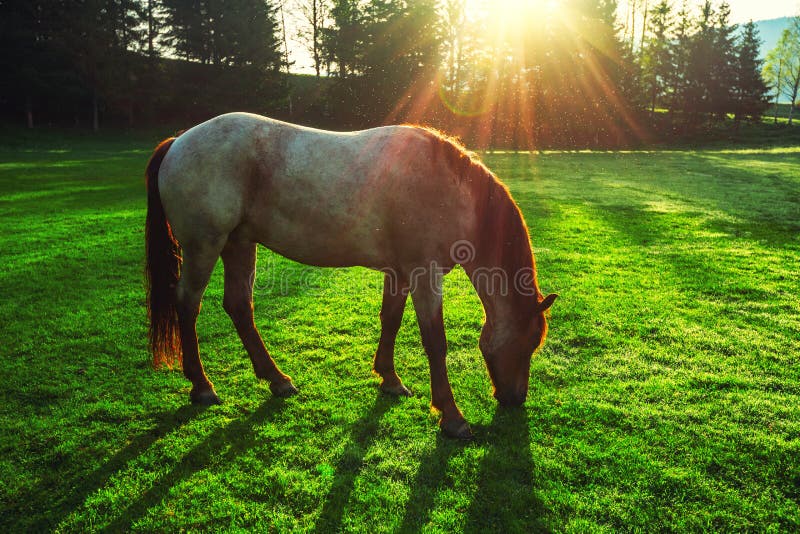 Mystic sunrise over the mountain. Wild horse grazing in the meadow, Bulgaria, Europe stock image Mystic sunrise over the mountain. Wild horse grazing in the meadow, Bulgaria, Europe stock image