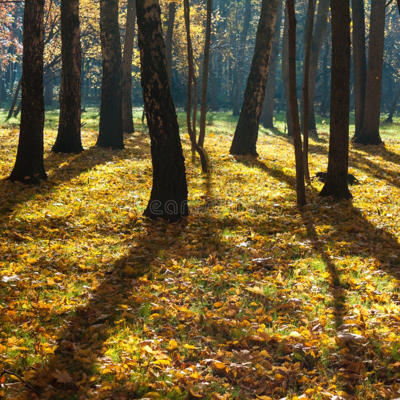 Mystical autumn forest. stock image. Image of park, sunshine - 129152679